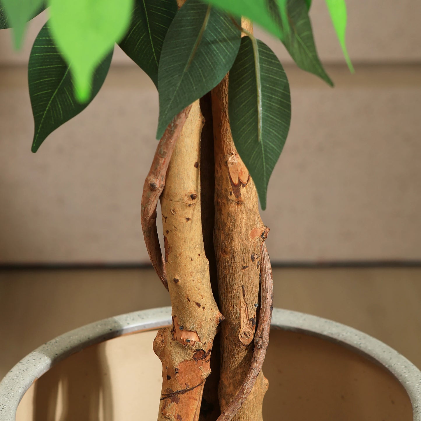 Artificial Ficus Tree with Natural Curved Trunk in Pot